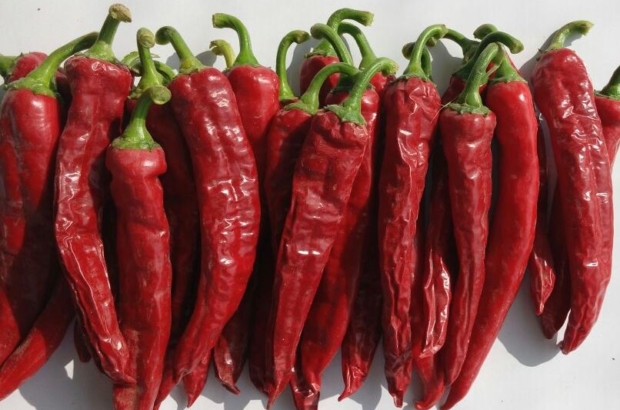 Capsicum ADEX páprika prensa