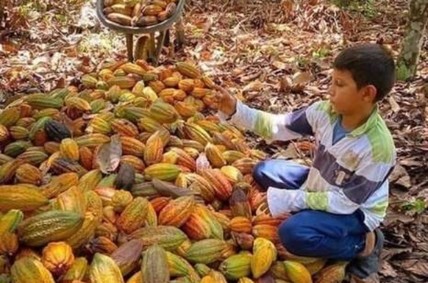 Cosecha Cacao (1)
