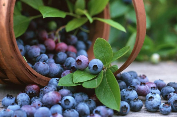 Berries arandanos ADEX prensa (1)