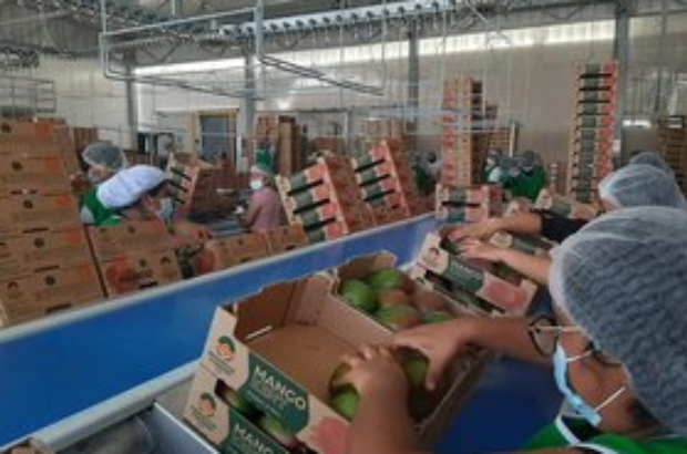 Mango ADEX proceso prensa (1)