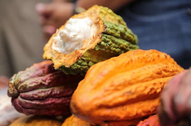 Cacao ADEX prensa 7 (1)
