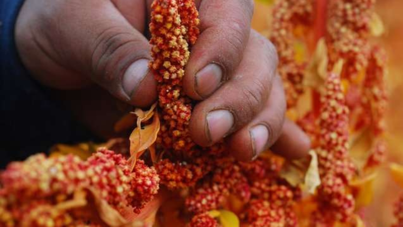 Quinua ADEX prensa2 (1)