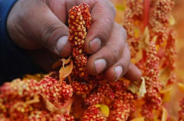 Quinua ADEX prensa2 (1)