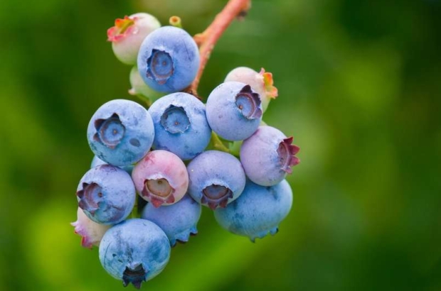 Berries ADEX arandano prensa (1)