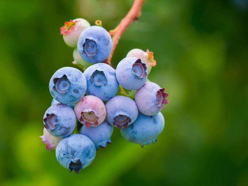 Berries ADEX arandano prensa (1)