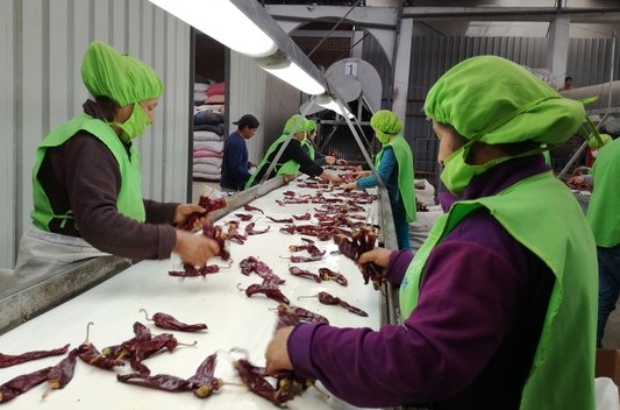 Capsicum ADEX páprika proceso prensa 2 (1)