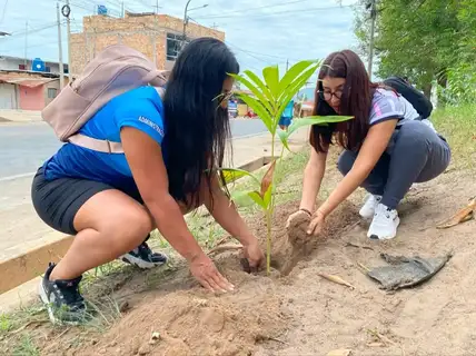 Plantan-384-arboles-nativos-en-Tarapoto-Morales-y-La-Banda-de-Shilcayo_1 (1)