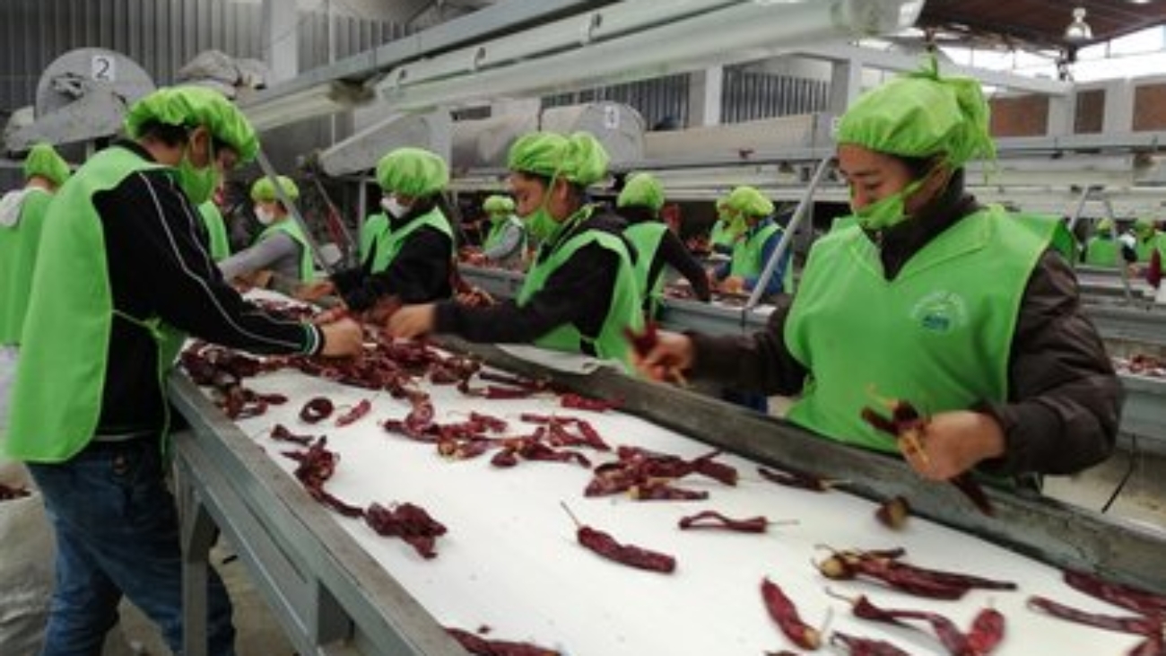 Capsicum ADEX páprika proceso prensa (1)