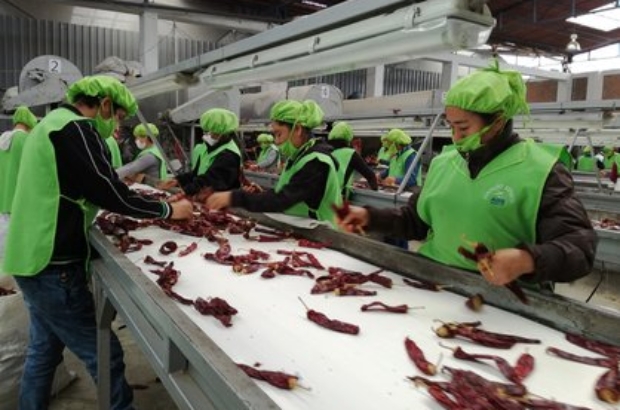 Capsicum ADEX páprika proceso prensa (1)