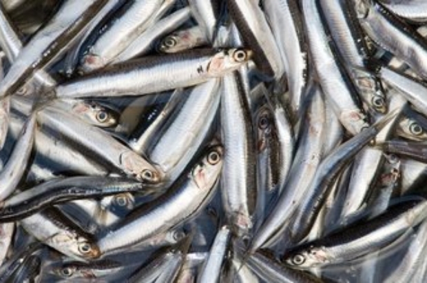 Anchoveta (1)