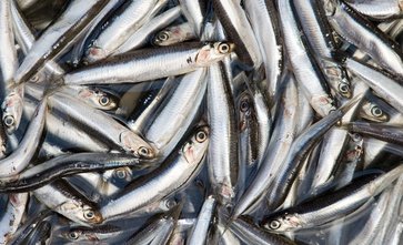 Anchoveta (1)
