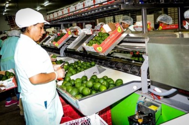 Palta ADEX proceso productiva prensa (1)