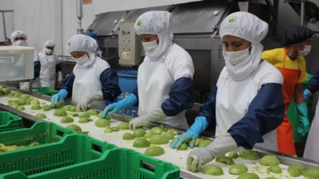 palta ADEX prensa proceso (1)
