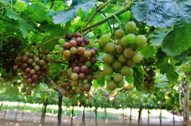 Uva-ADEX-prensa-plantación-13 (1)