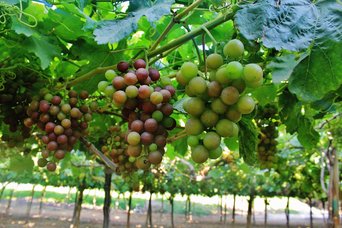 Uva-ADEX-prensa-plantación-13 (1)
