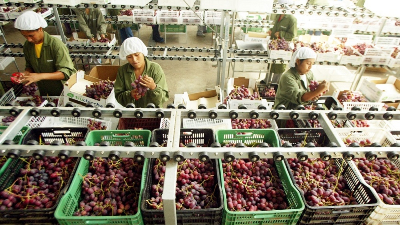 LIMA, 25 DE ENERO DEL 2006.
ESPECIAL SOBRE LA EXPORTACION DE UVAS EN LA ZONA SUR DEL PERU. LA EMPRESA FRUCHINCHA DE PROPIEDAD DEL SR. FELIPE LLONA EXPORTA UVAS A EUROPA, ASIA Y EE.UU.
FOTO To–o Escalante 

OPSE 2006ENE29 PERU ICA ECONOMIA AGRICULTURA  UVA RED GLOBE PROCESO DE SELECCION 
CREDITO ERNESTO ARIAS EL COMERCIO PERU
2006ENE29 AFD