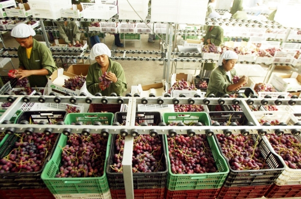 LIMA, 25 DE ENERO DEL 2006.
ESPECIAL SOBRE LA EXPORTACION DE UVAS EN LA ZONA SUR DEL PERU. LA EMPRESA FRUCHINCHA DE PROPIEDAD DEL SR. FELIPE LLONA EXPORTA UVAS A EUROPA, ASIA Y EE.UU.
FOTO To–o Escalante 

OPSE 2006ENE29 PERU ICA ECONOMIA AGRICULTURA  UVA RED GLOBE PROCESO DE SELECCION 
CREDITO ERNESTO ARIAS EL COMERCIO PERU
2006ENE29 AFD