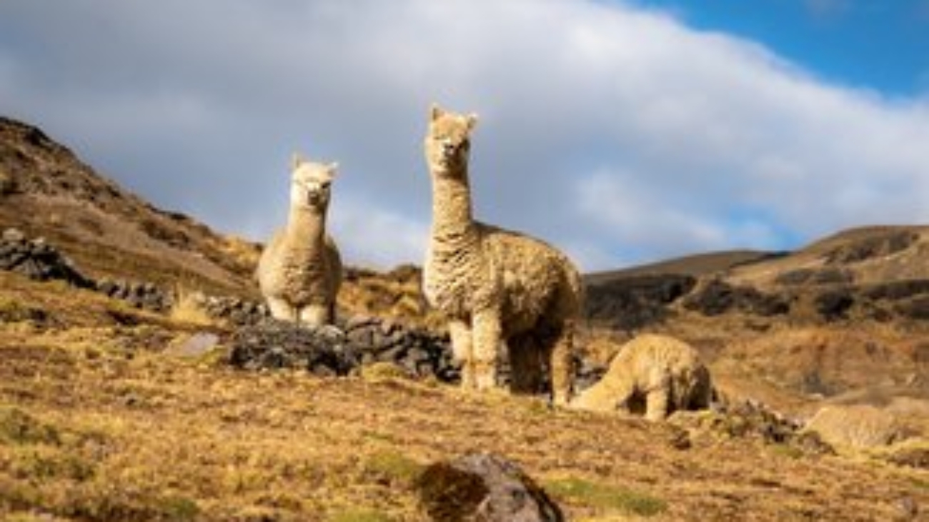 Alpaca-ADEX-prensa (1) (1)