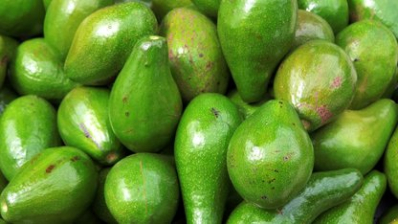 Palta ADEX (1) (1)