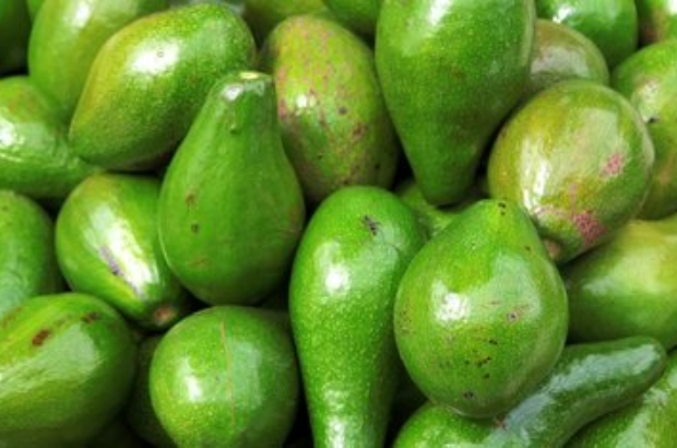 Palta ADEX (1) (1)
