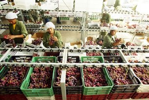 ADEX.prensa.uvas (1)