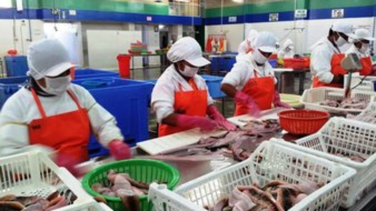 Anguila proceso prensa ADEX (1)