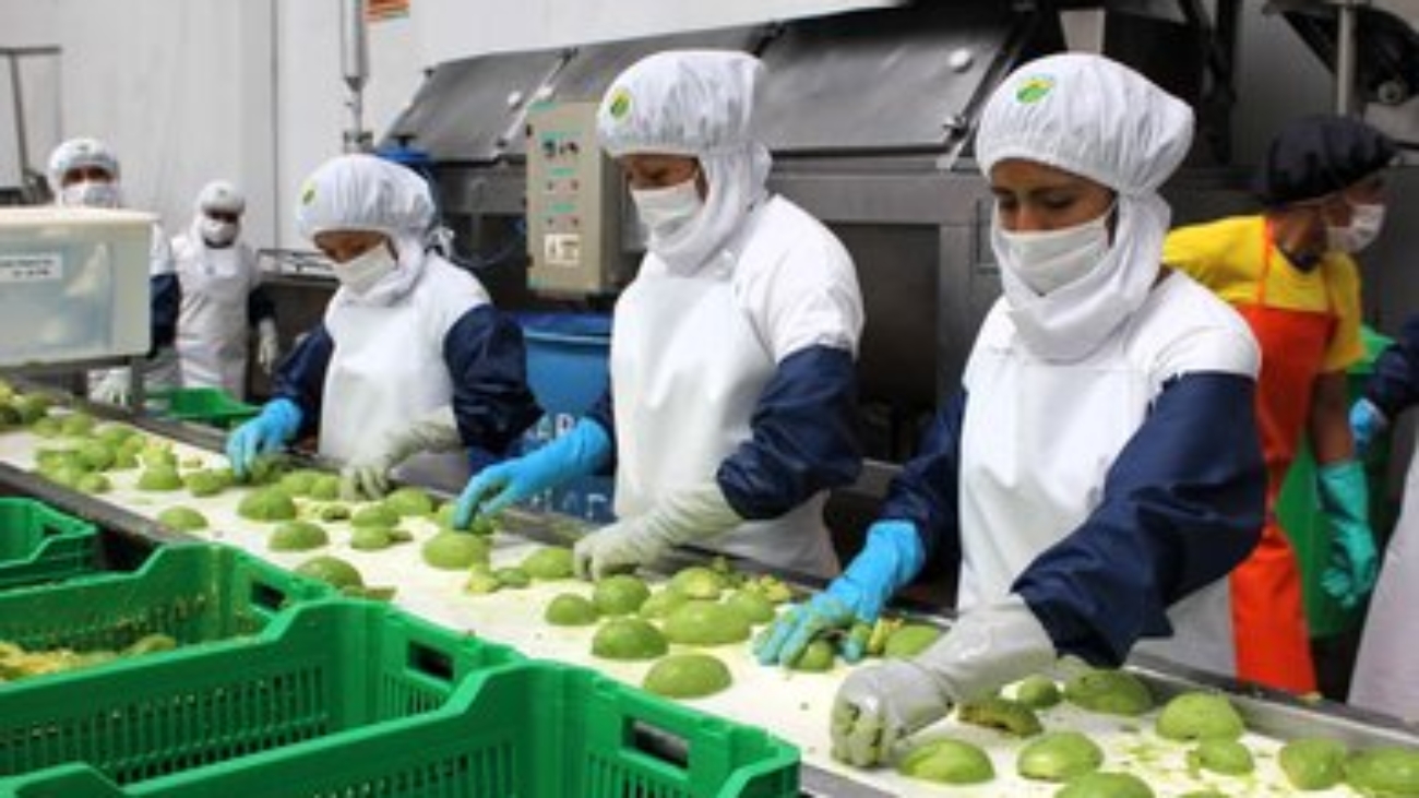 palta ADEX prensa proceso (1)
