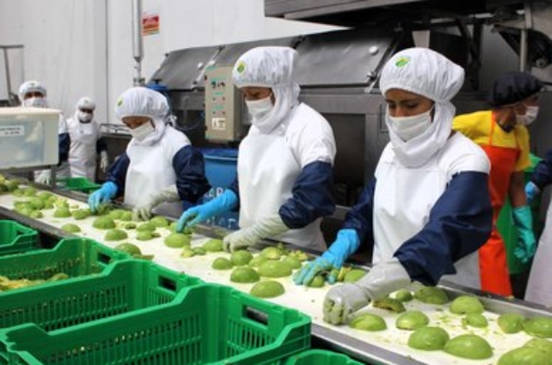 palta ADEX prensa proceso (1)