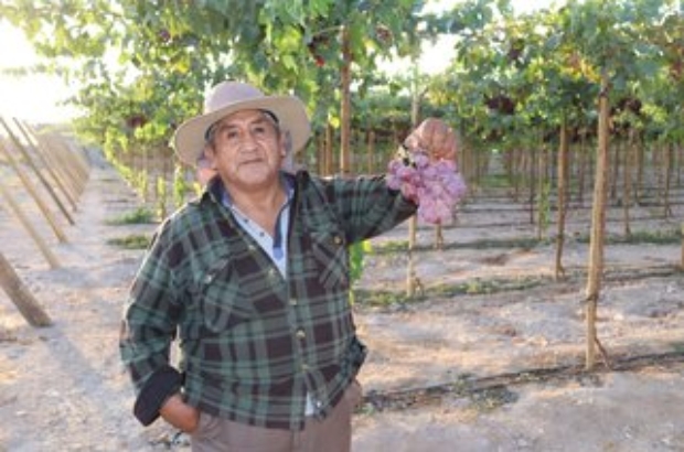 AGROIDEAS (1)