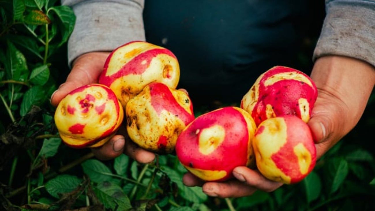 WhatsApp Image 2025-11-07 at 11.15.46 AM (2)