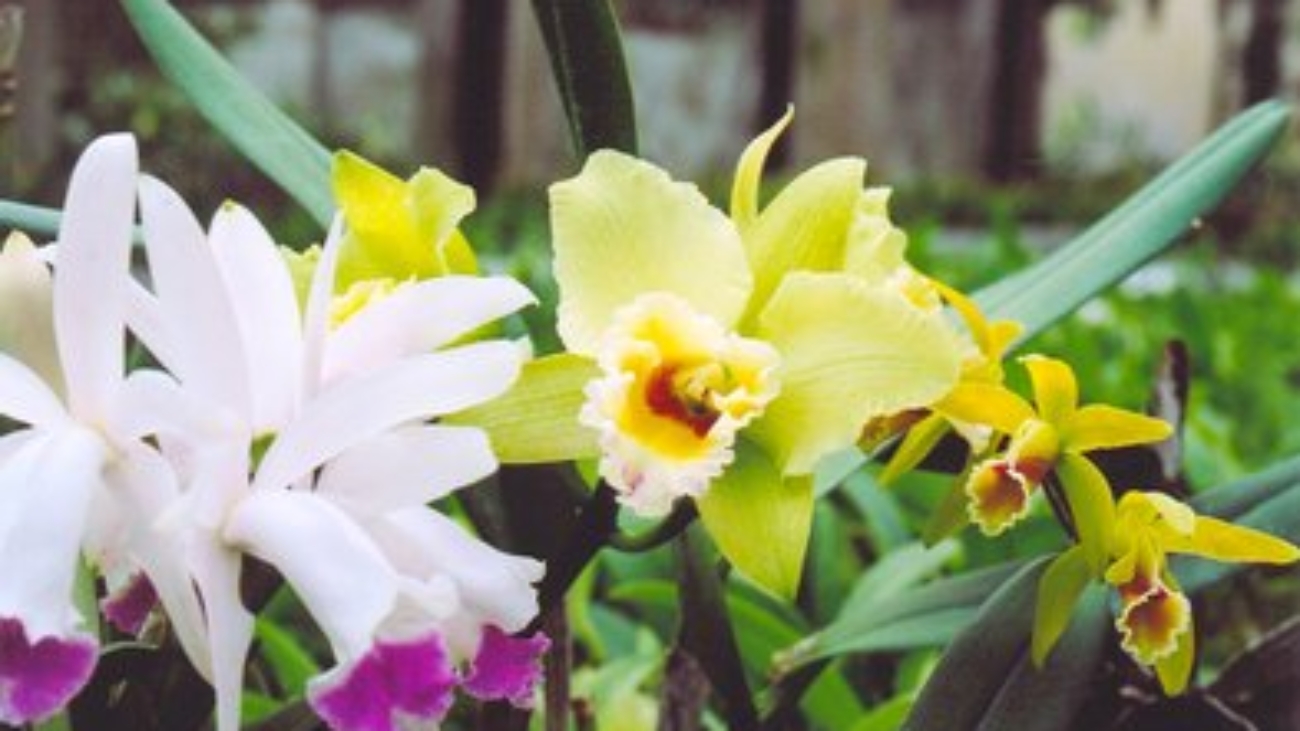 flores orquideas (7) (1)