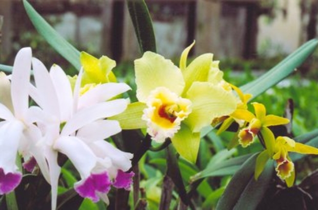 flores orquideas (7) (1)