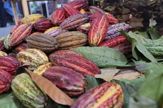 ADEX.cacao (1)