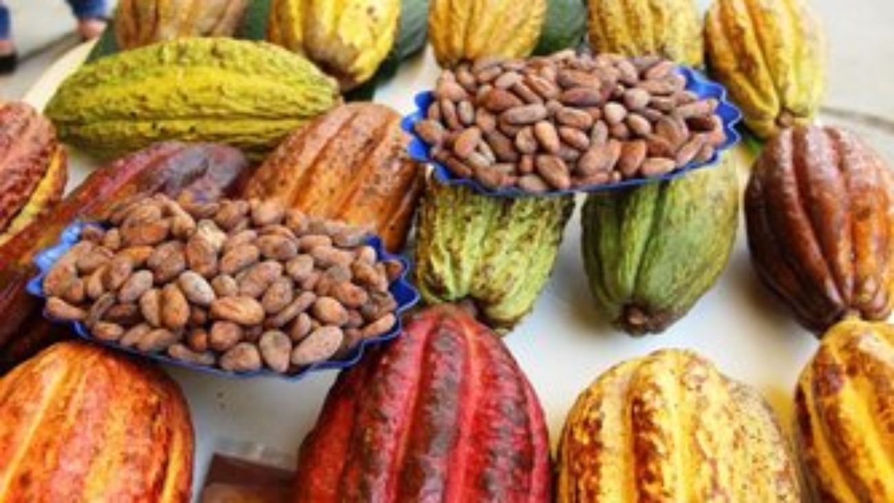 Cacao ADEX prensa 5 (1)