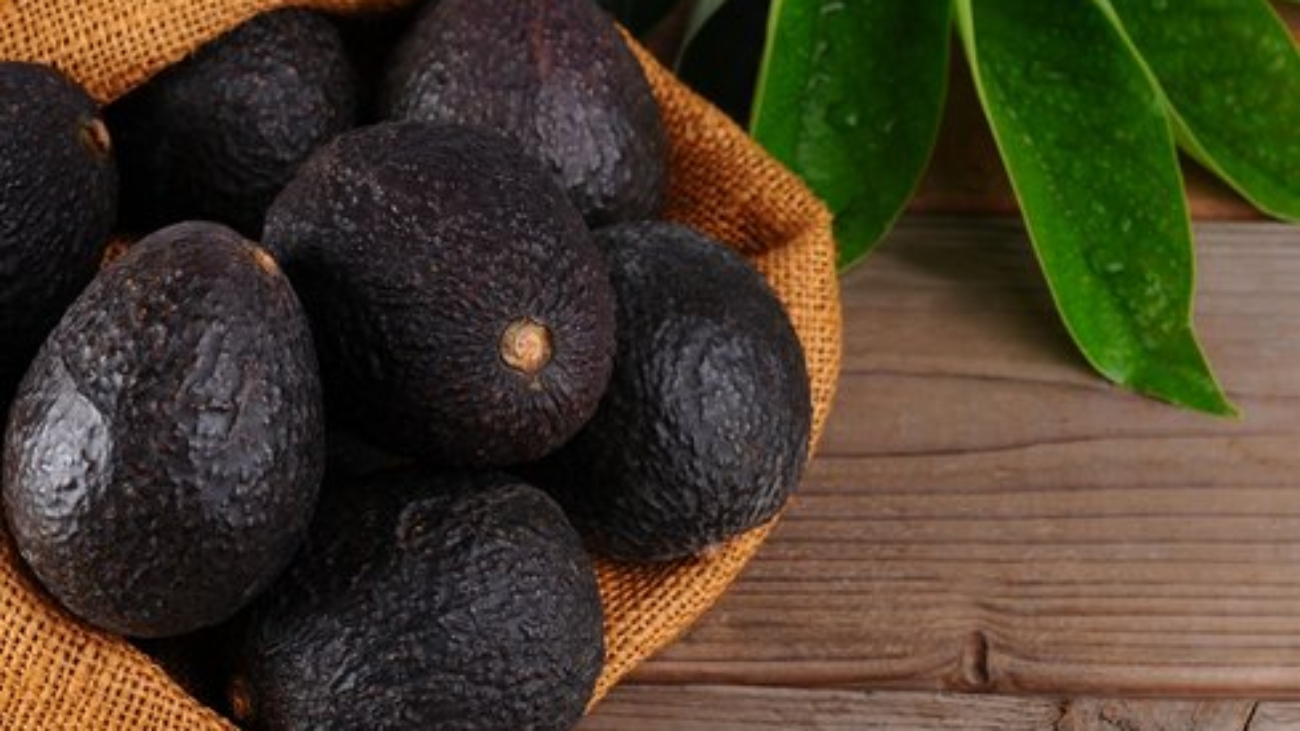 Palta-Hass-prensa-exportaciones 2 (1)