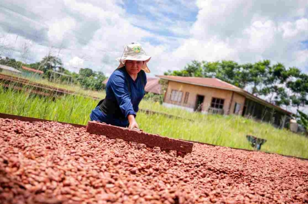CACAO (1)