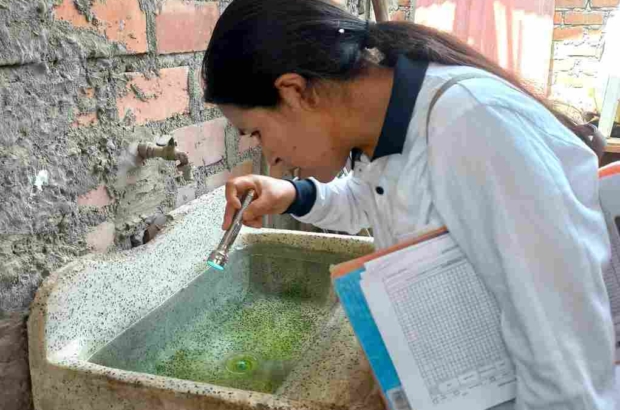 dengue (1)