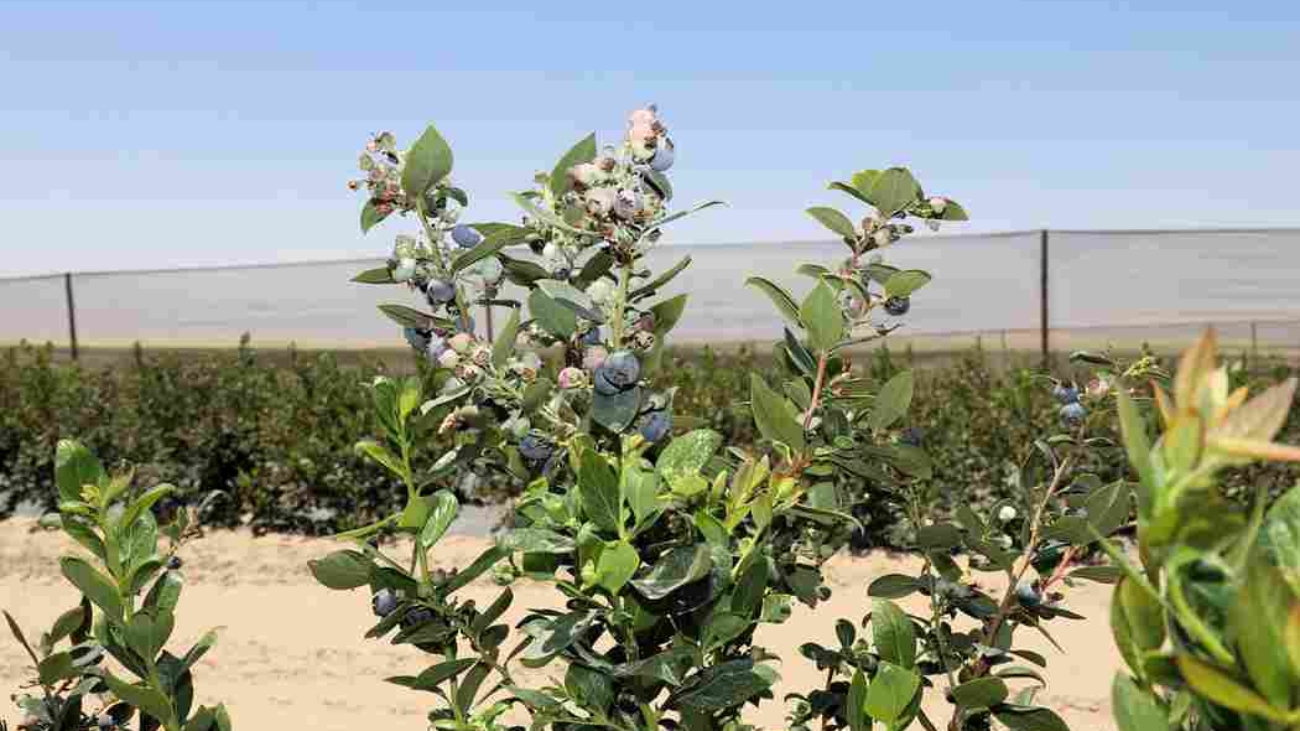 ADEX-arándanos-visita (19) (1)