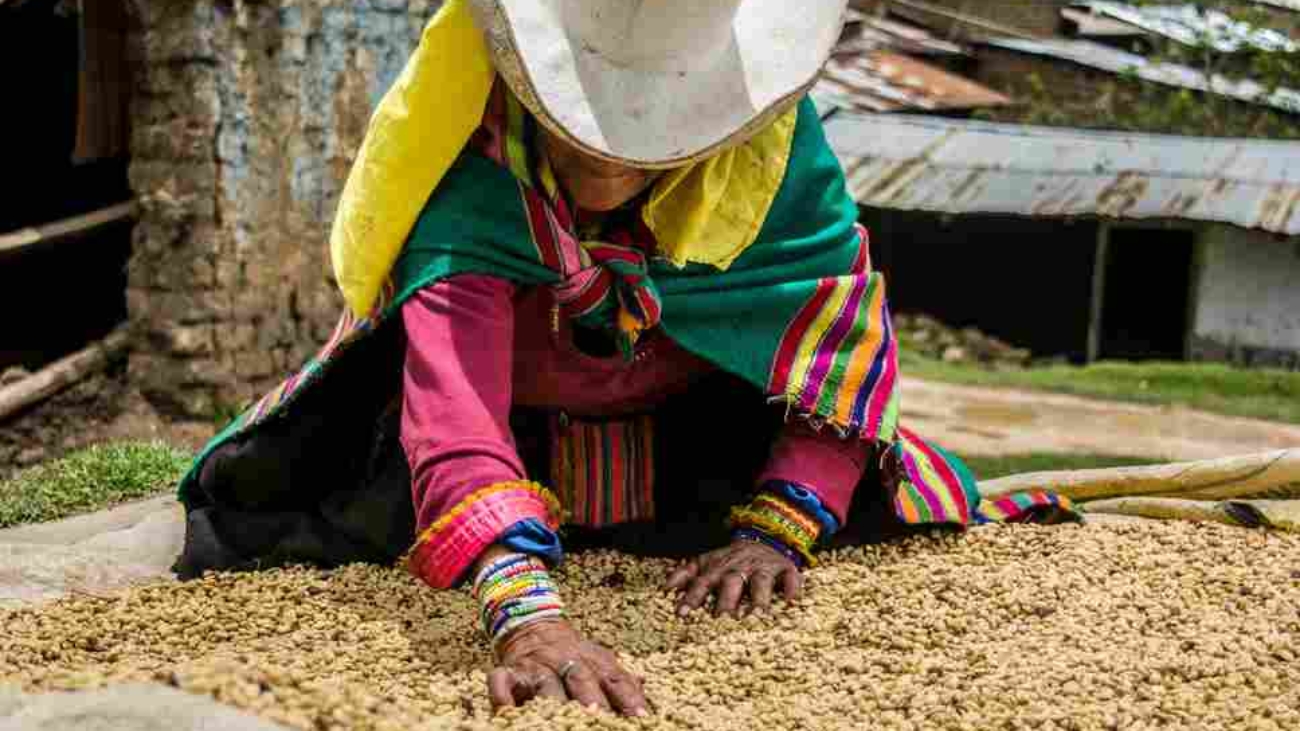 Andean,Woman,From,The,Cañaris,Culture,In,Peru,Drying,Coffee