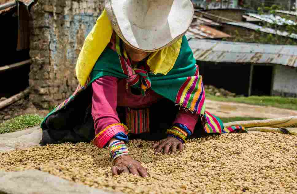 Andean,Woman,From,The,Cañaris,Culture,In,Peru,Drying,Coffee