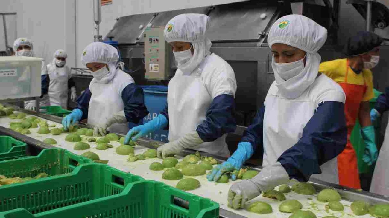 palta ADEX prensa proceso (1)