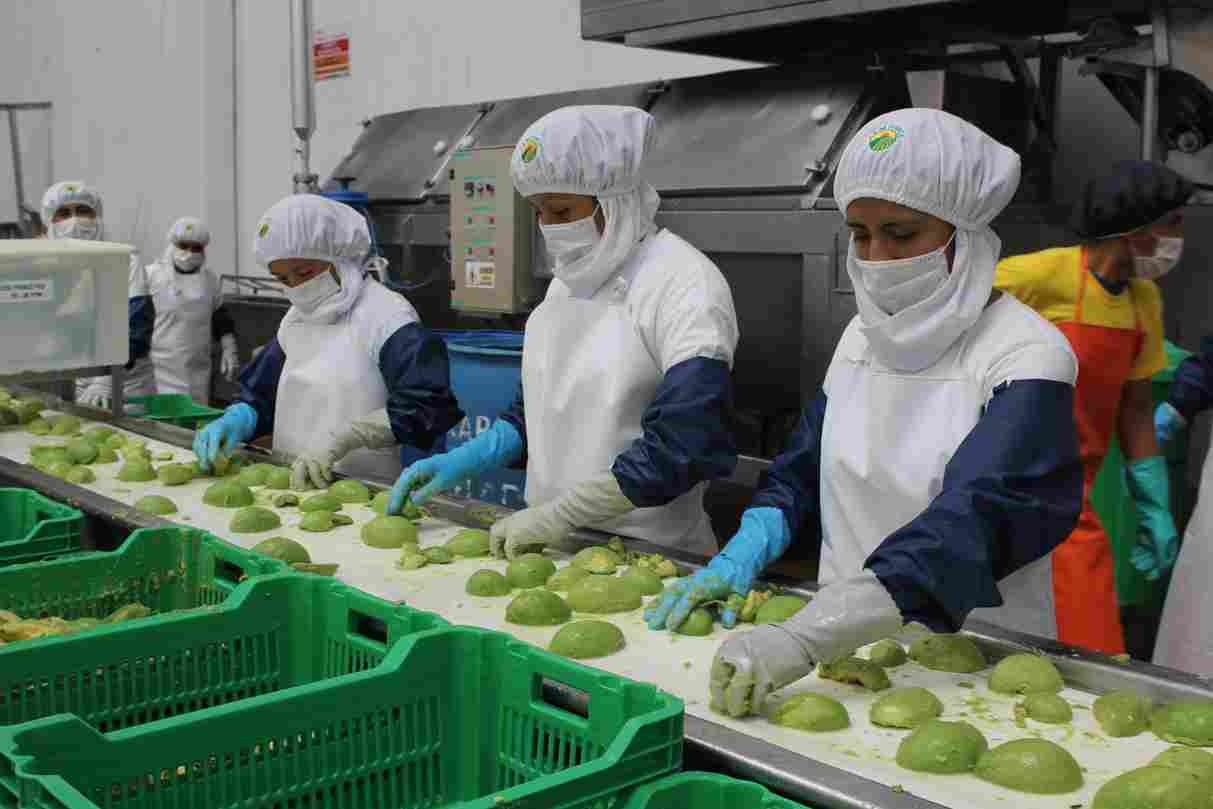 palta ADEX prensa proceso (1)