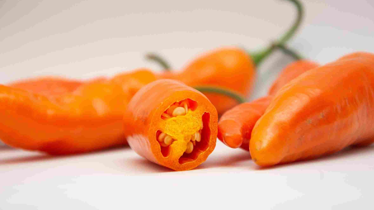 Capsicum,Baccatum.,Peruvian,Pepper.,Orange,Pepper.,Aji,Amarillo.,Hot,Pepper