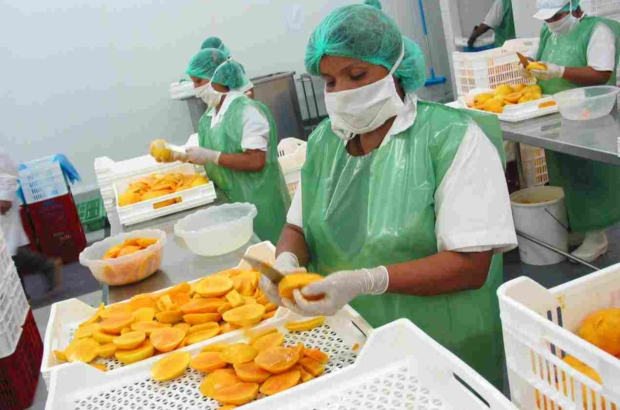 mangos prensa proceso productivo (1)