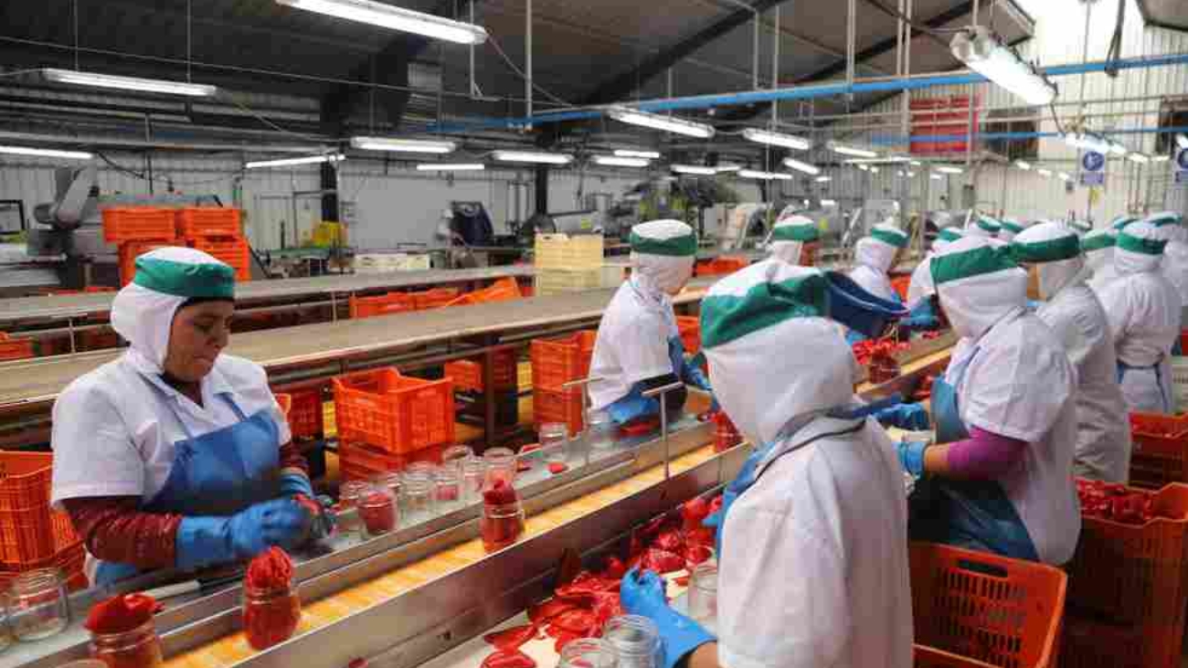 Pimiento piquillo proceso ADEX (1)