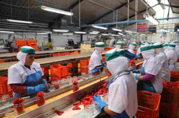 Pimiento piquillo proceso ADEX (1)