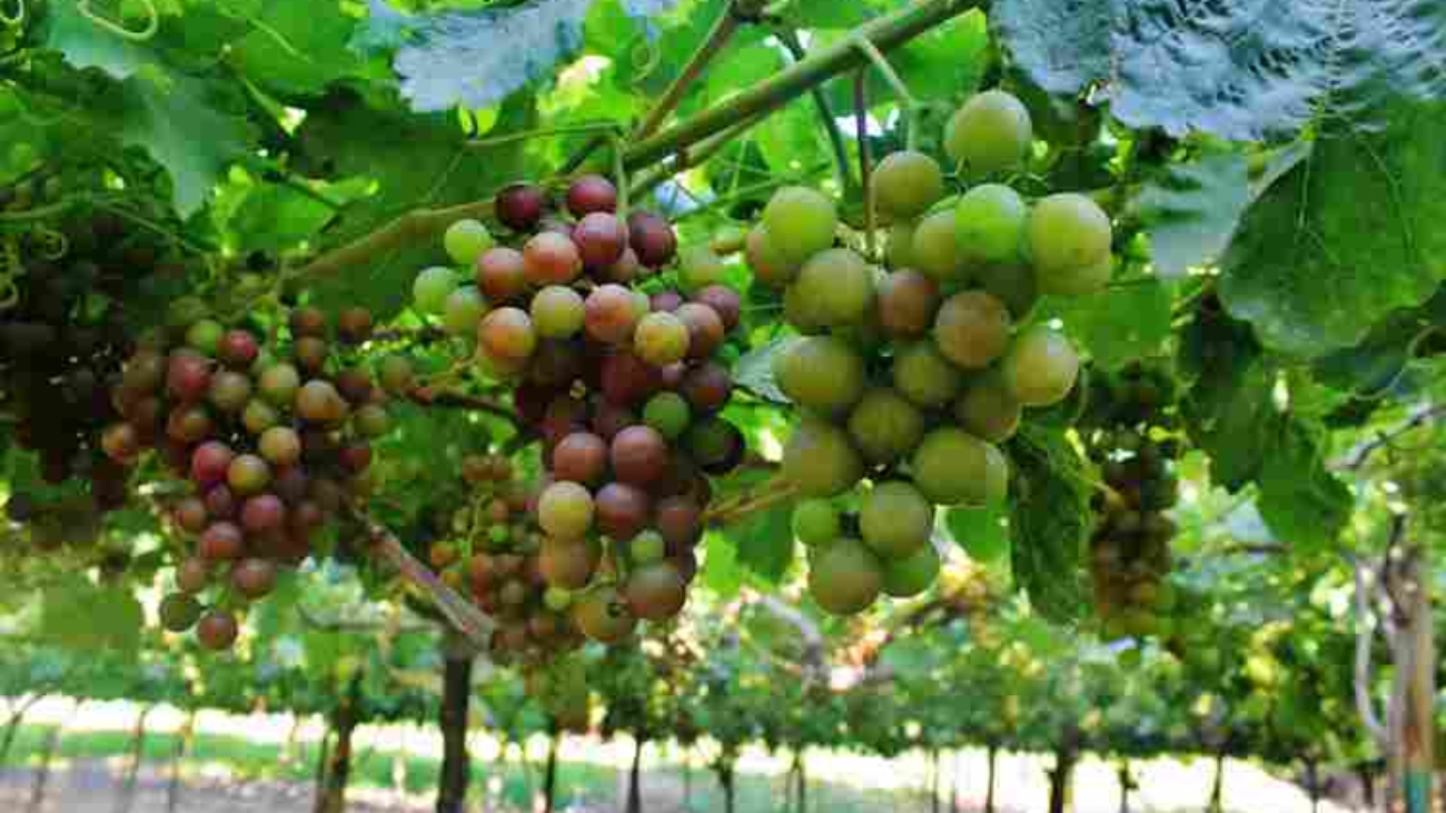 uva prensa plantación 13 (1)