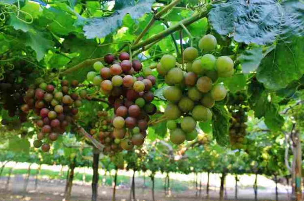 uva prensa plantación 13 (1)