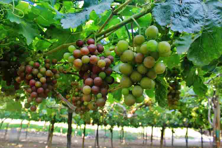Uva-ADEX-prensa-plantación-13 (1)