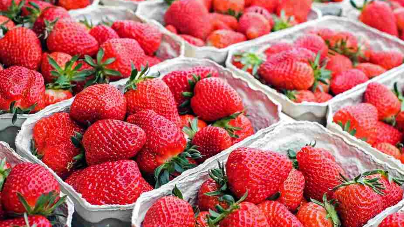 fresas-adex (3) (1)